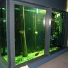 Amazonasaquarium