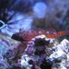 Roter Spitzkopf-Schleimfisch