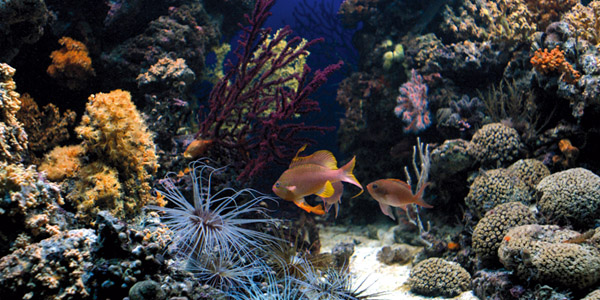 Guba-Mittelmeeraquarium